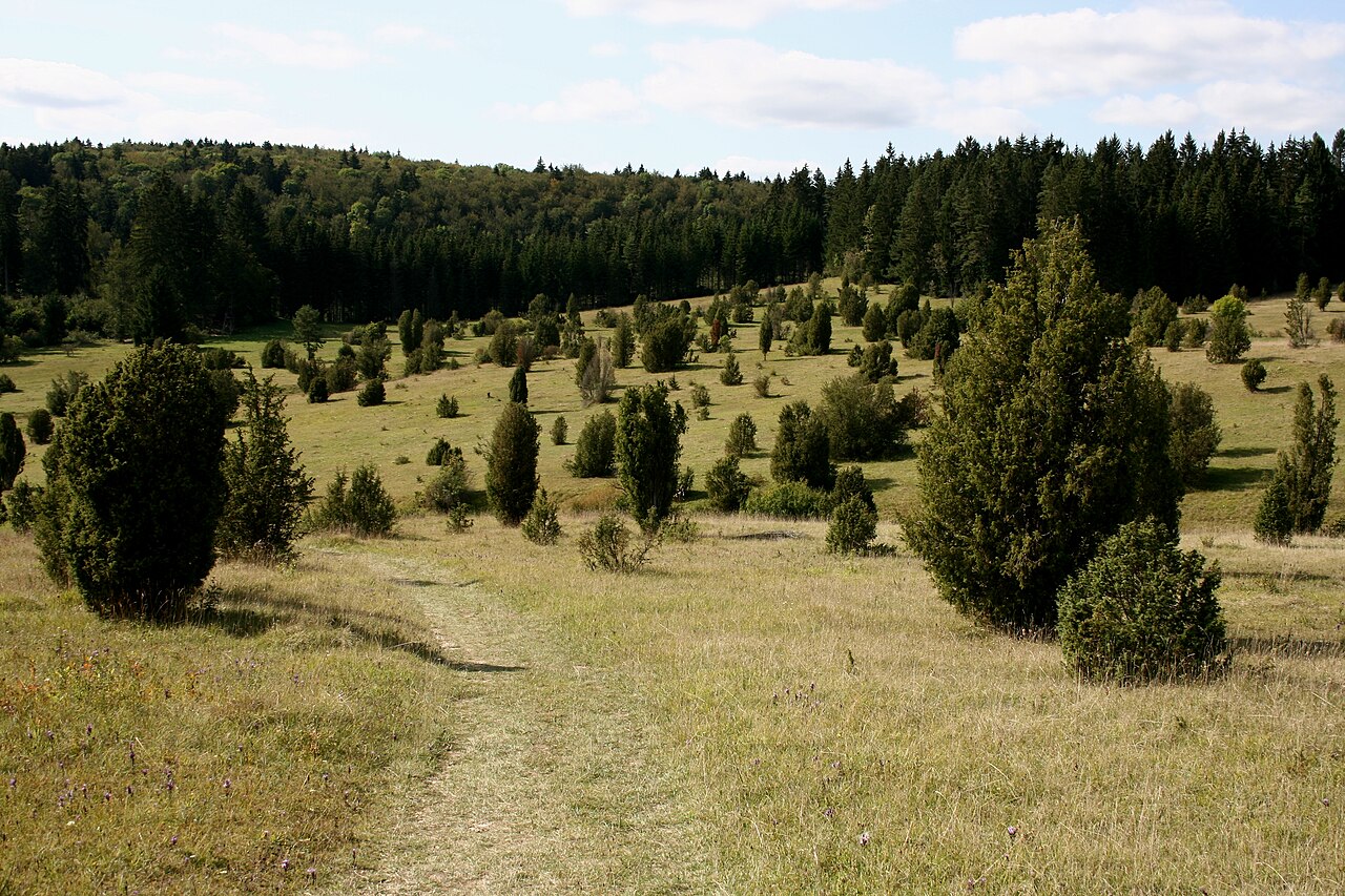Foto von Digelfeld