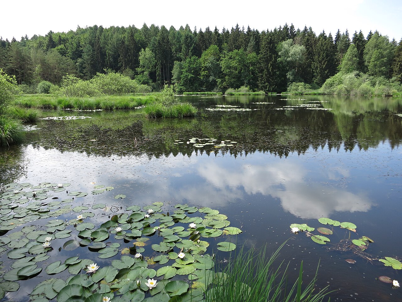 Natural reserve Dingelsdorfer Ried