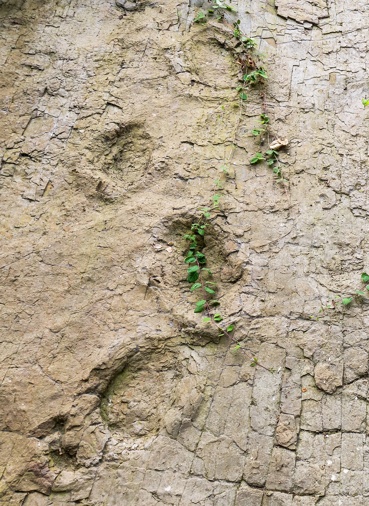 Dinosaur tracks ( Sauropoda ) at Barkhausen