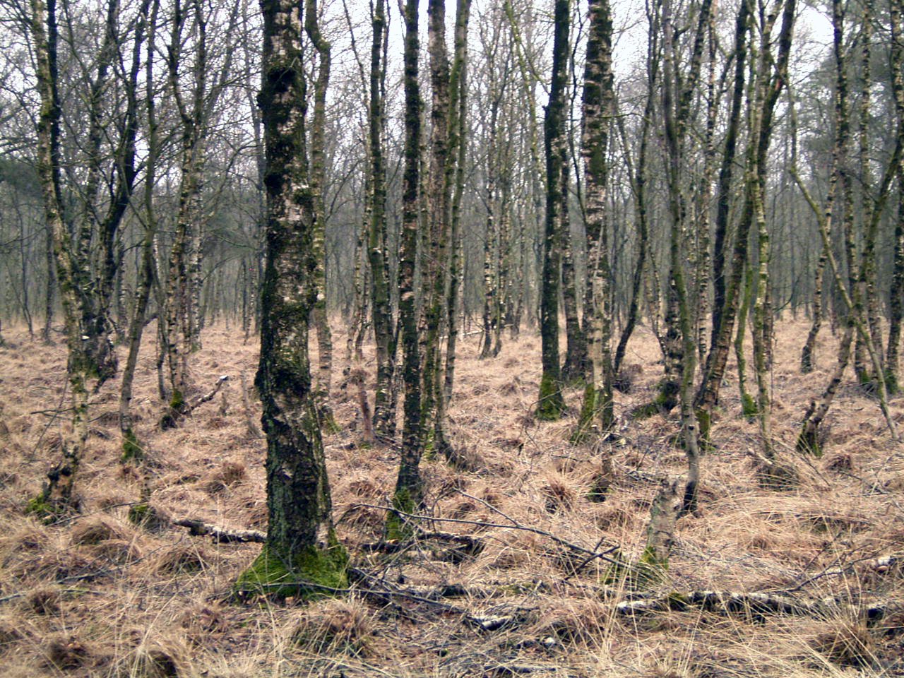 Moorbirkenwald ( Betula pubescens ) im NSG Dörgener Moor, Emsland