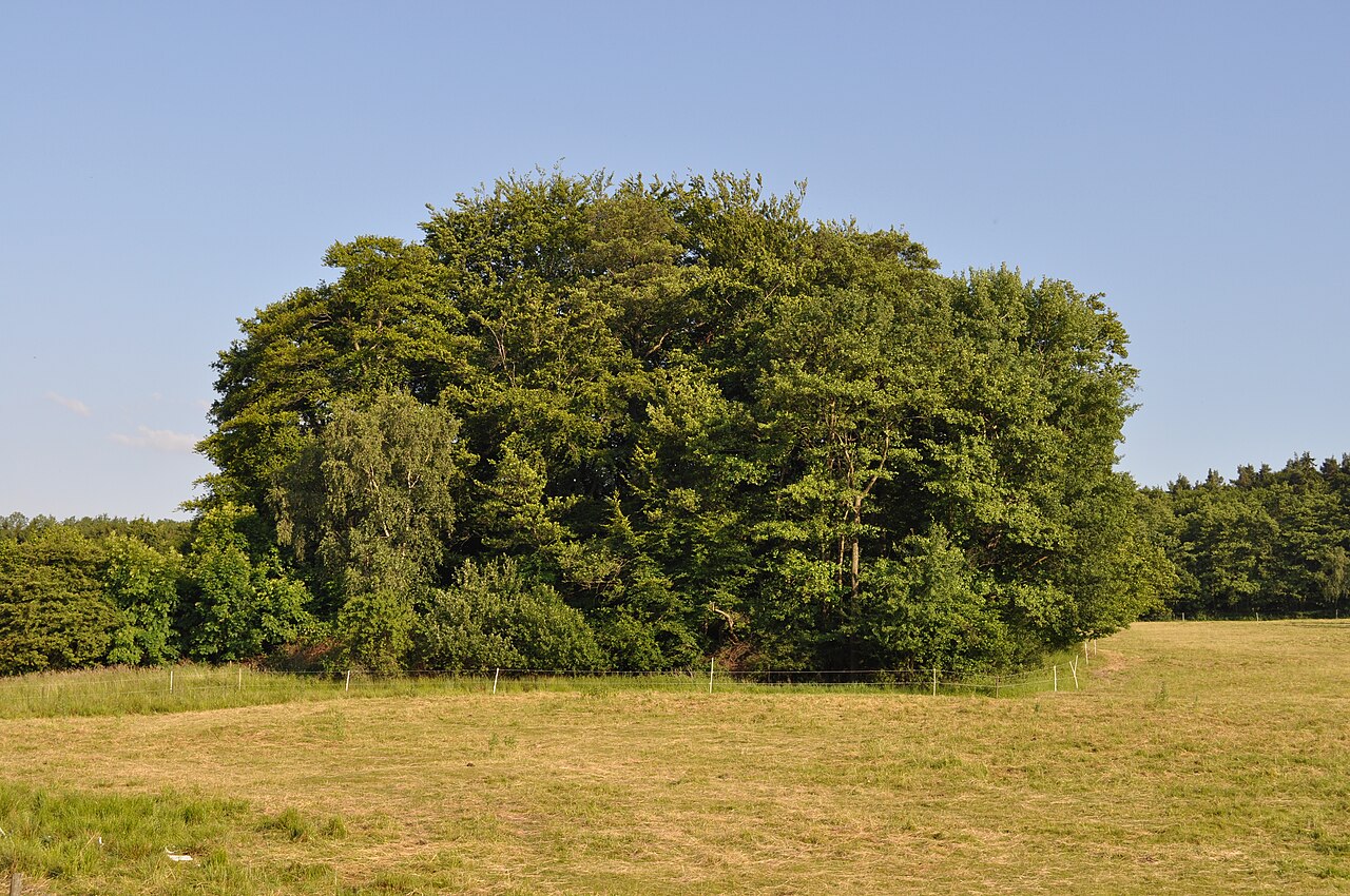 Drusenknüppel in Obernhain