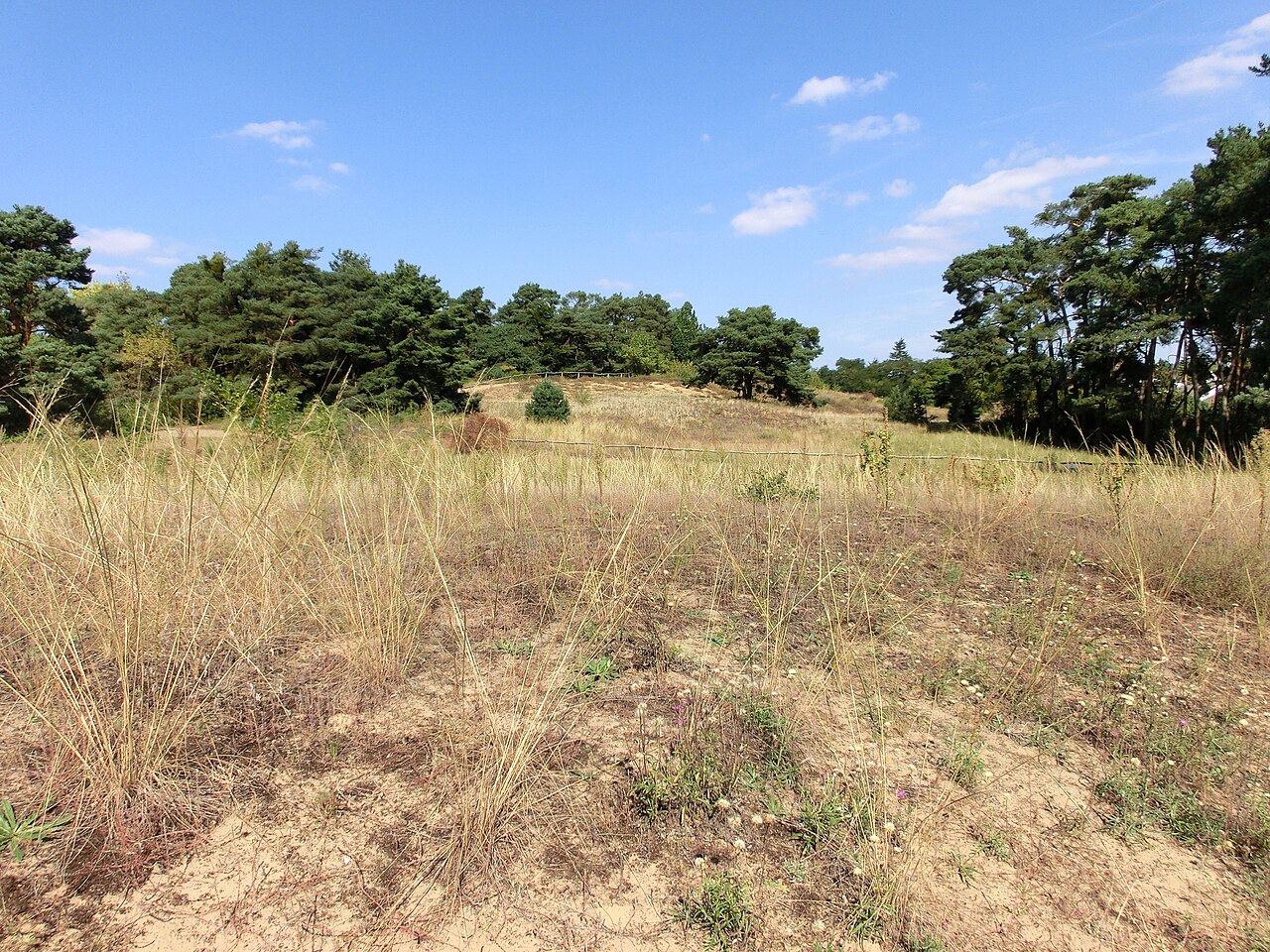 Sand dune "Am Ulvenberg at Darmstadt-Eberstadt", Hessia, Germany