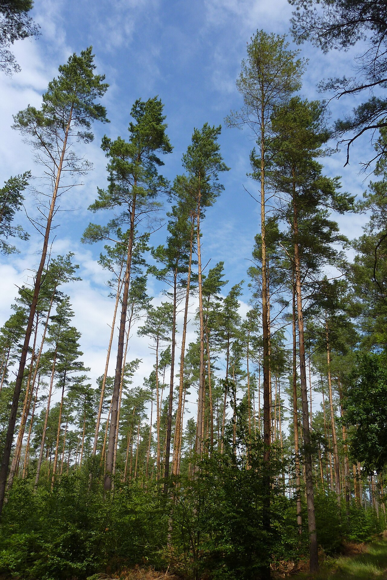 Kiefern im Naturschutzgebiet „Dünenkiefernwald am Langhagensee“