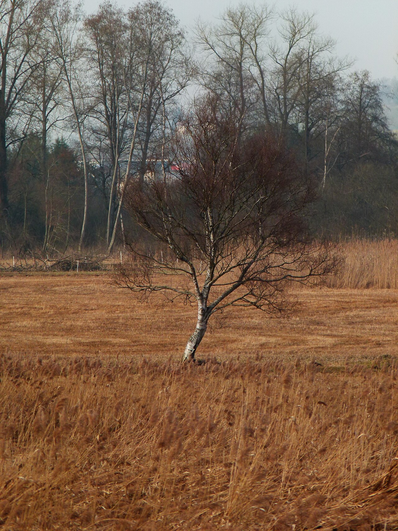 Birch Tree