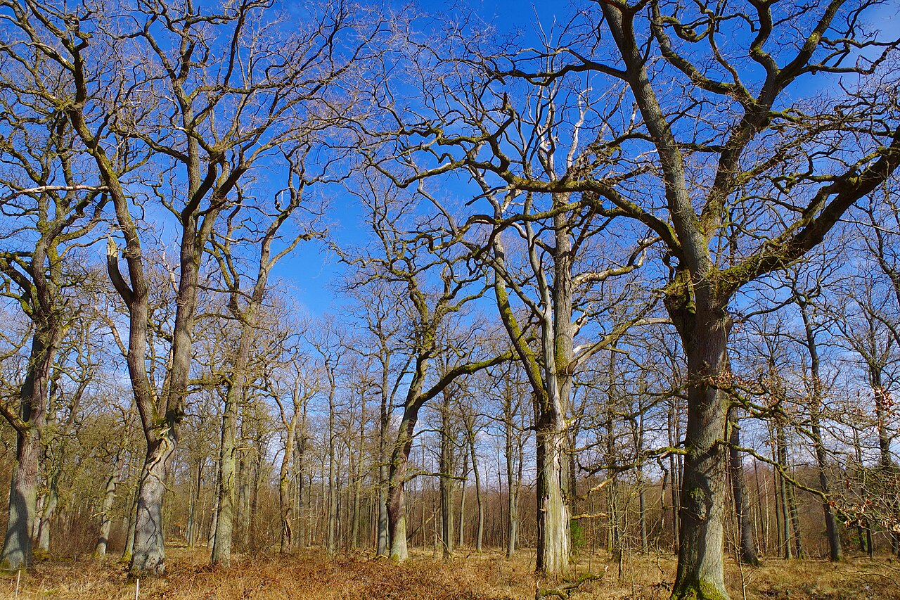NSG HA 202 Duinger Wald - Hutewald (5)