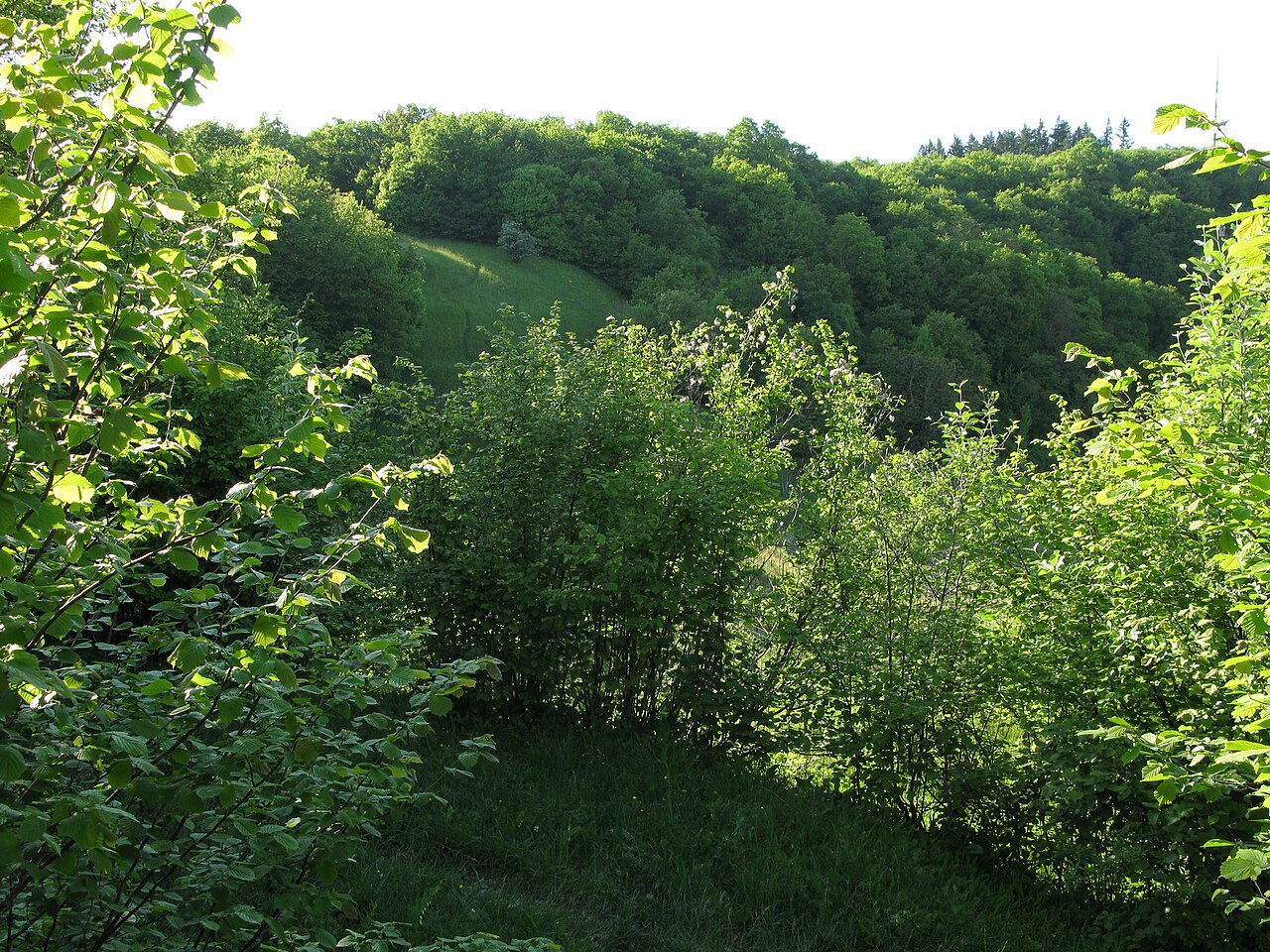 Naturschutzgebiet Ebnet im Kaiserstuhl in Baden-Württemberg