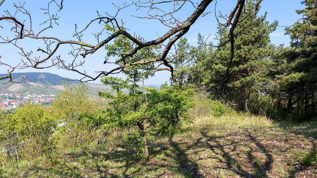 FFH-Gebiet Maintalhänge zwischen Gambach und Veitshöchheim Gebietsnr