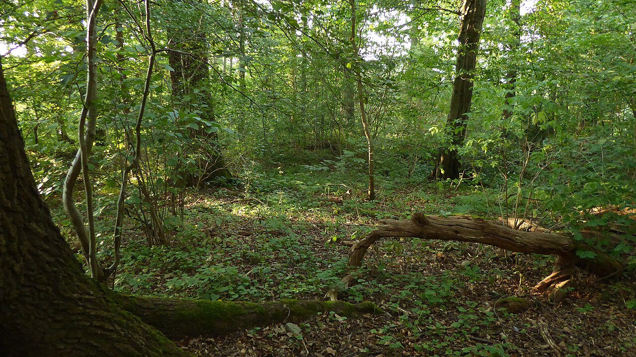 Laubwald auf dem Gelände der Burgstelle Körschburg , deutlich erkennbar nur noch der Halsgraben