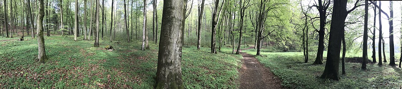 Waldstück mit alten Buchen im Recknitztal