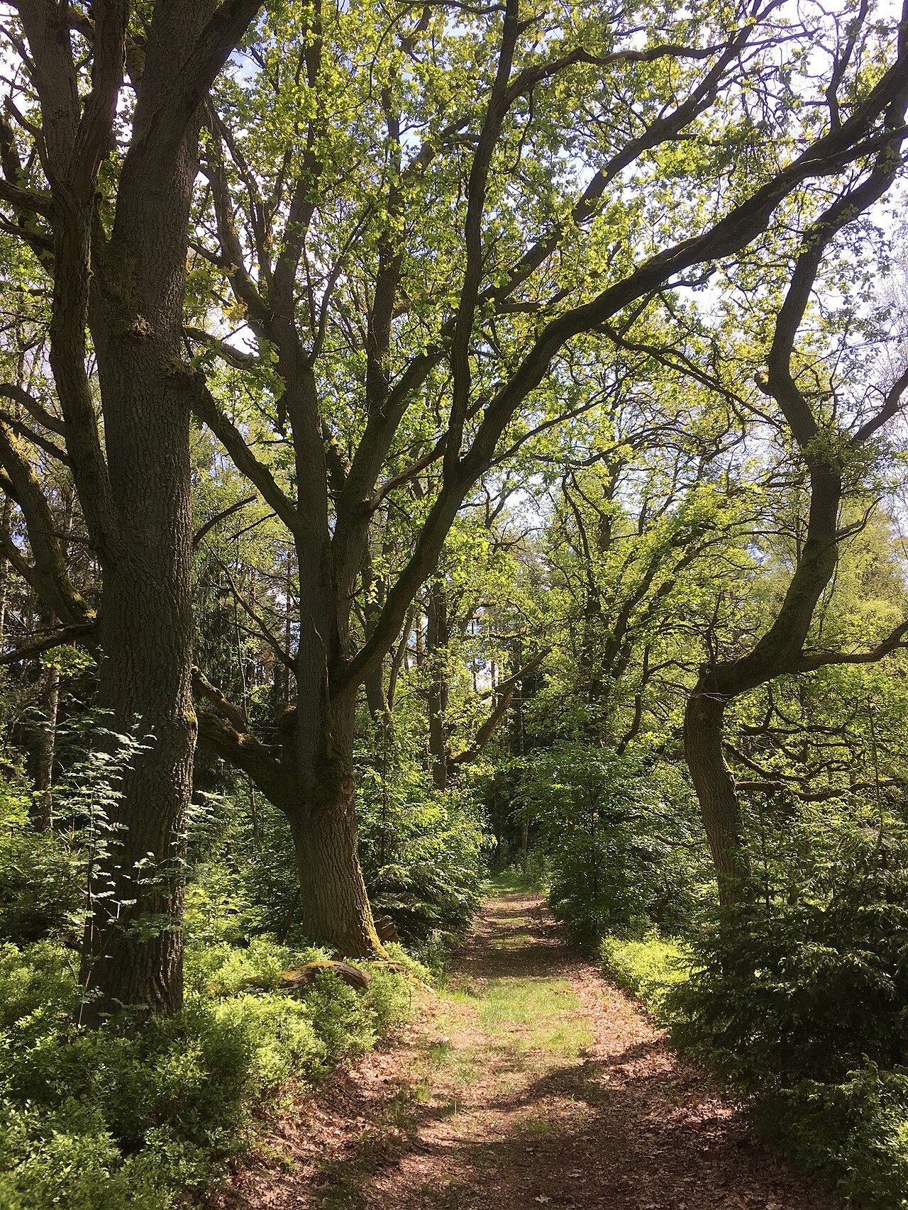Der Naturpark Elbhöhen - Wendland bei Göhrde