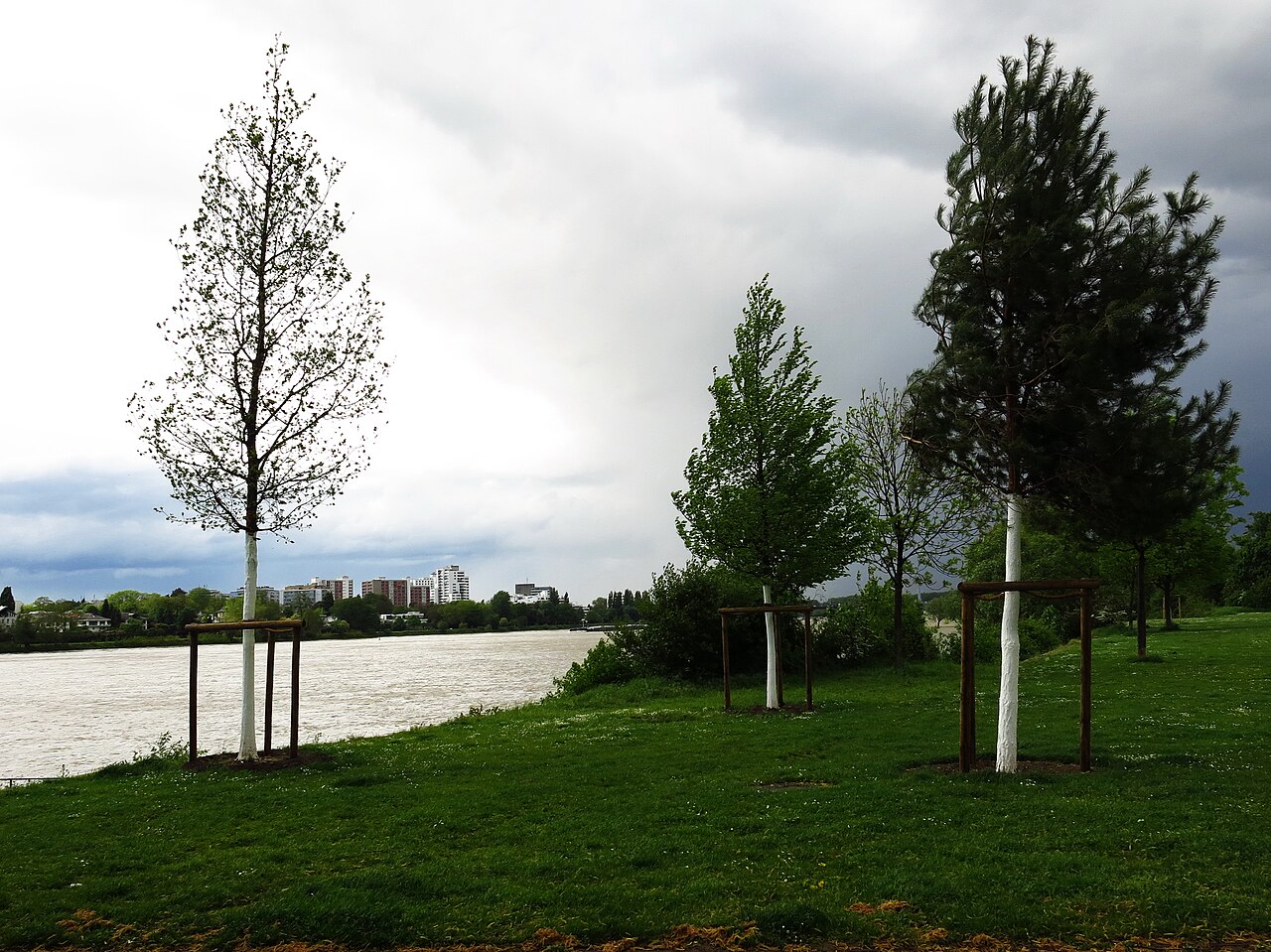 Die Bonner Einheitsbäume am Rheinufer im Ortsteil Beuel