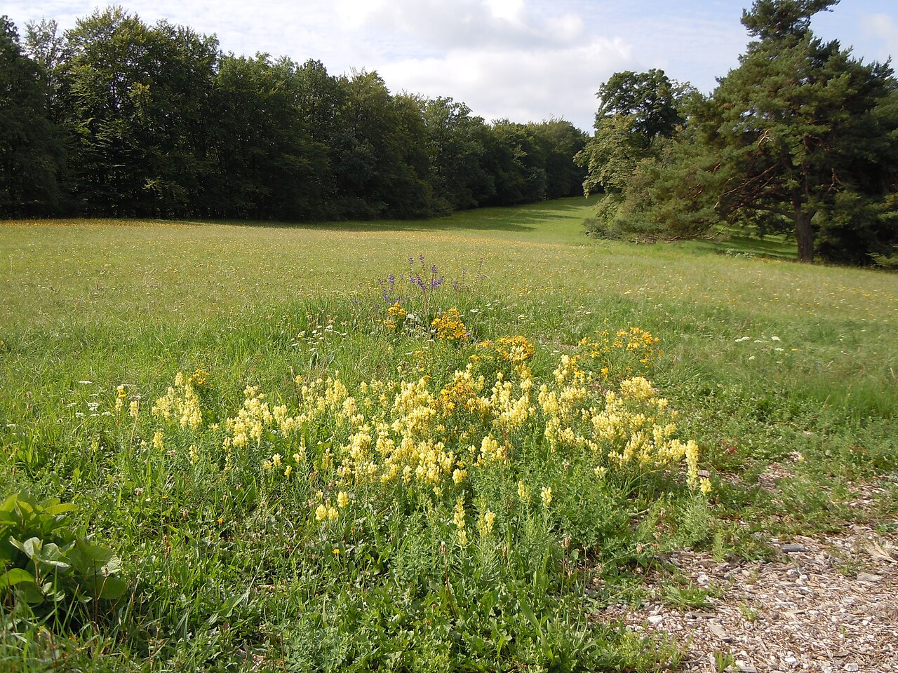 Naturschutzgebiet Einwinkel: Echtes Leinkraut ( Linaria vulgaris ) im Habitat