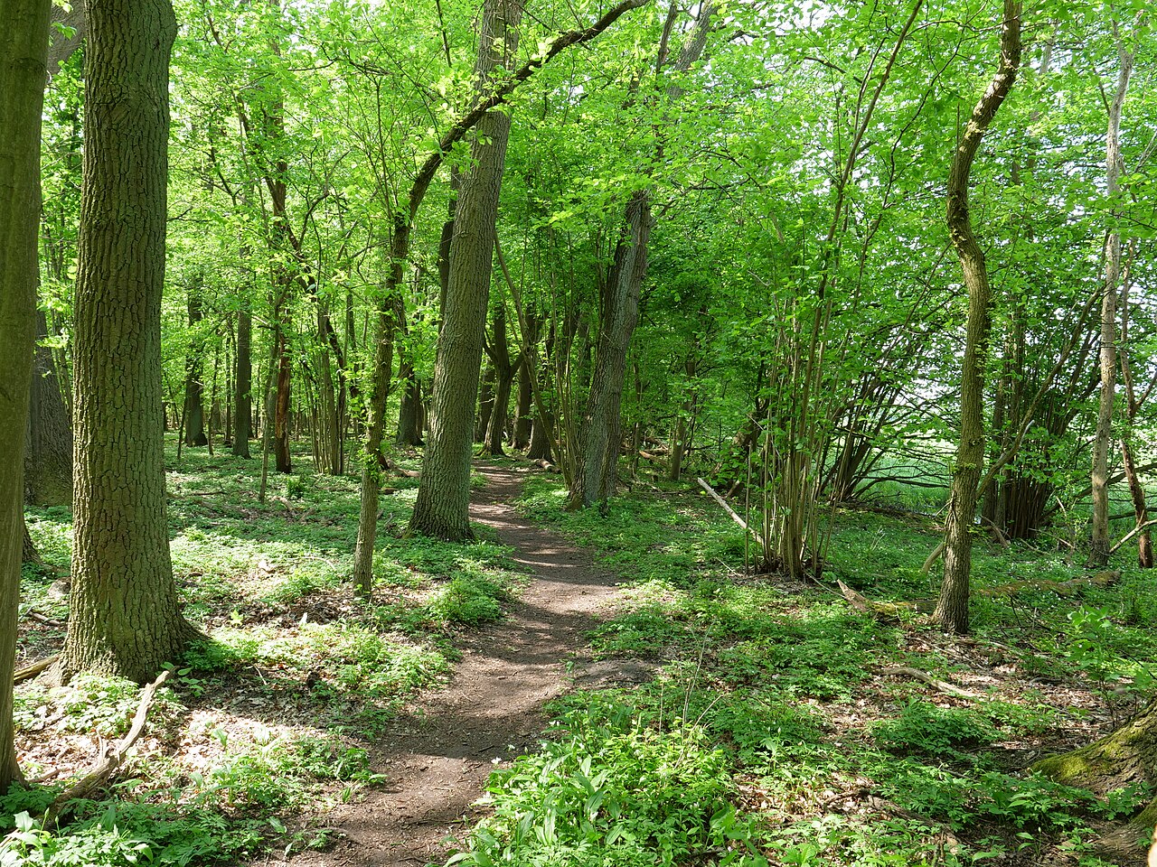 Spandauer Luchwald near the Eiskeller in spring