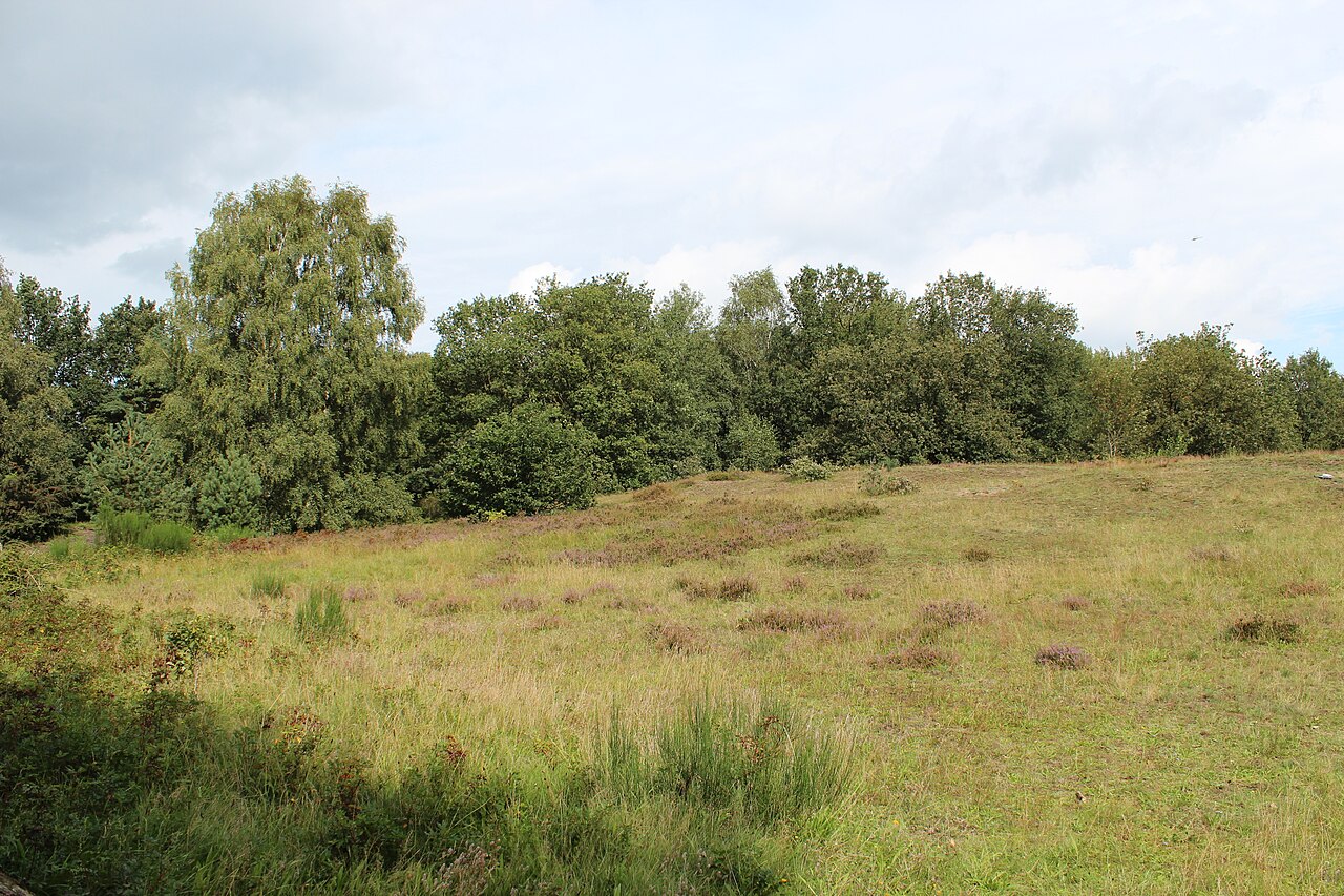 Düne im Naturschutzgebiet Eispohl/Sandwehen , Bremen