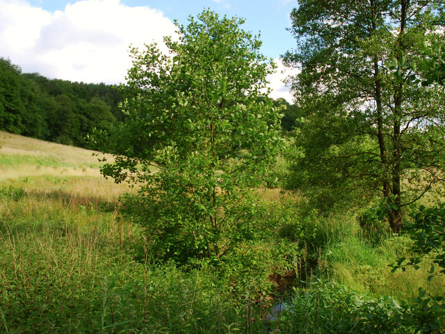 Foto von Elbschebach Witten Bommerholz