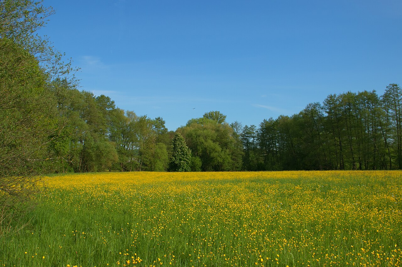 Hahnenfußblüte ( Ranunculus sp