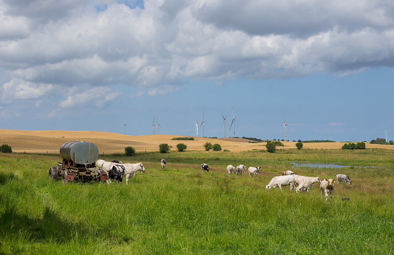 Wet meadow extensively managed as pasture within the Duck Moor Nature Reserve ( Naturschutzgebiet Entenmoor Moitin )