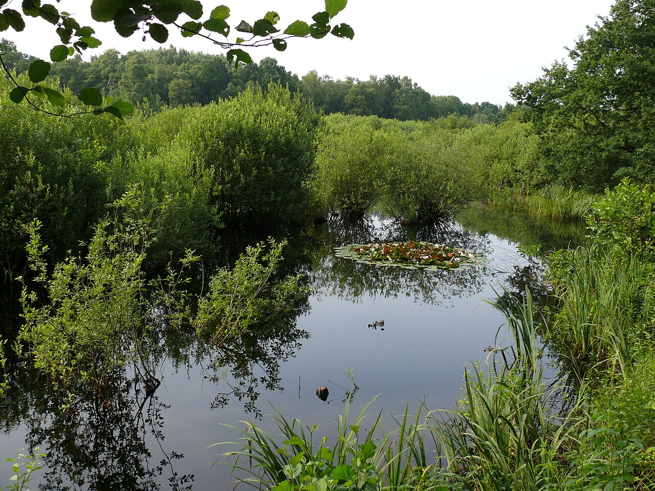 Eppendorfer Moor