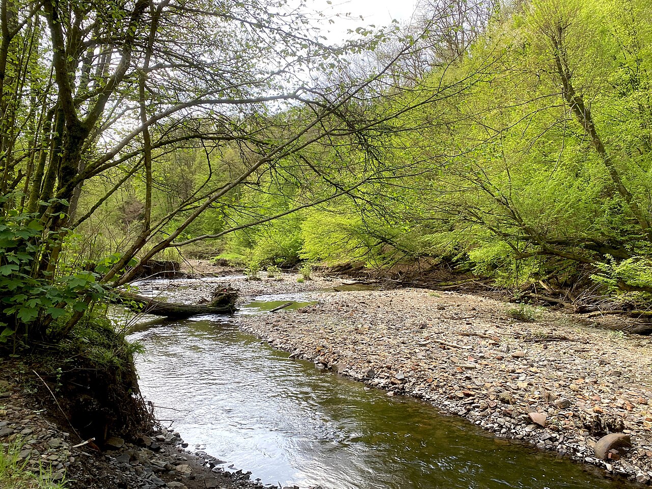 naturnaher Verlauf des Eschbaches durch Hochwasser-Ereignisse im Naturschutzgebiet Erlenauwald bei Kellershammer