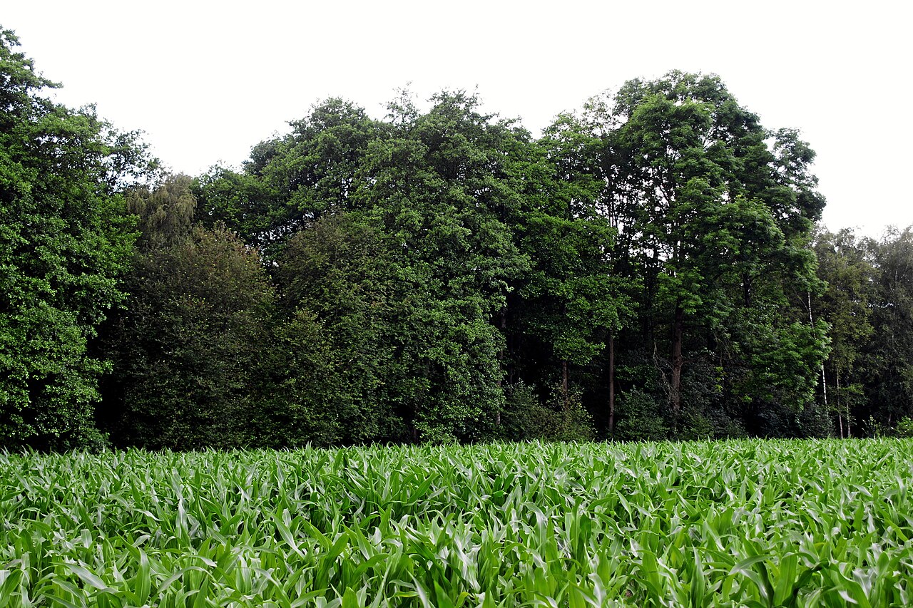 Der Erlenbruch im Sandheck (NSG BOR-049)