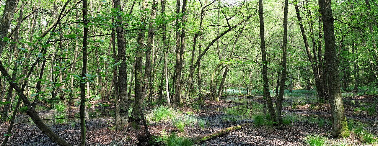 Erlenbruchwald beim Lichteler Landturm (Naturschutzgebiet 1