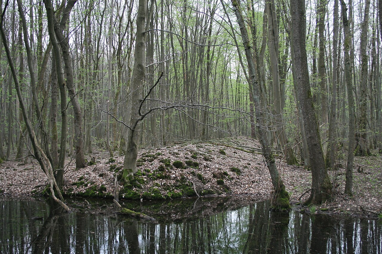 Der obergermanisch-Raetische Limes in der Nähe des vermuteten Wp 5/9 in der Bulau bei Erlensee