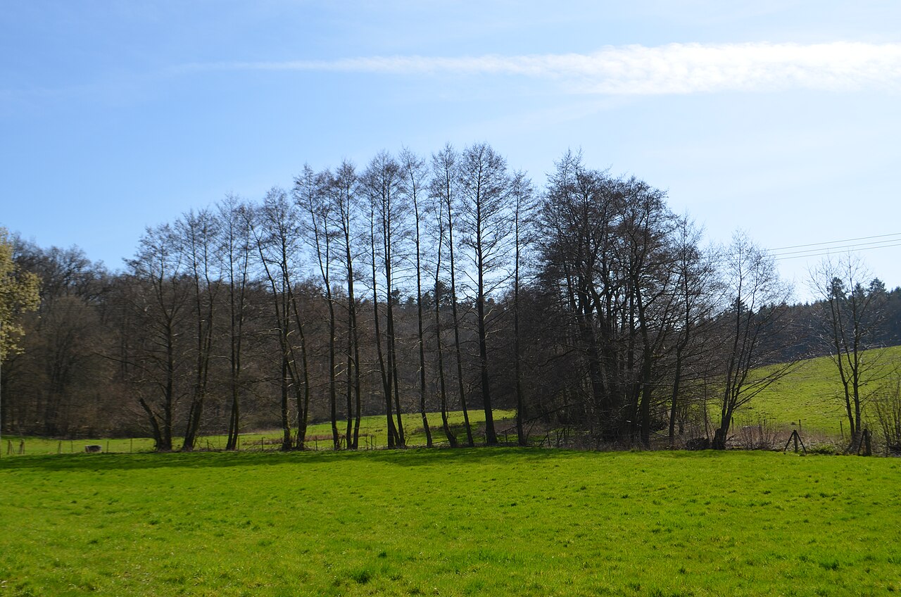 Idstein, Erlensumpf im Gerloh bei Idstein