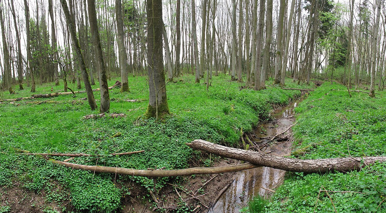 Erlenwald Röte - Strüt (Naturschutzgebiet 1