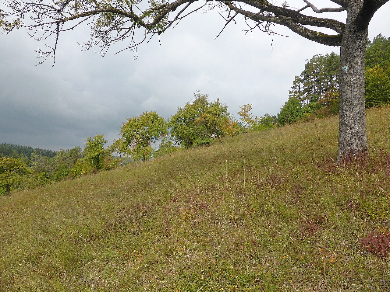 Naturschutzgebiet Ersinger Springenhalde, Kämpfelbach, 20