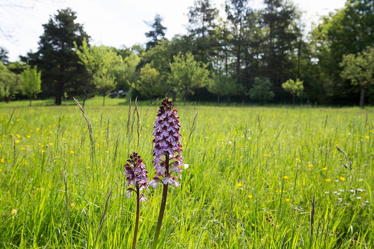 Purpurknabenkraut ( Orchis purpurea ) im NSG Essigberg (Keltern)