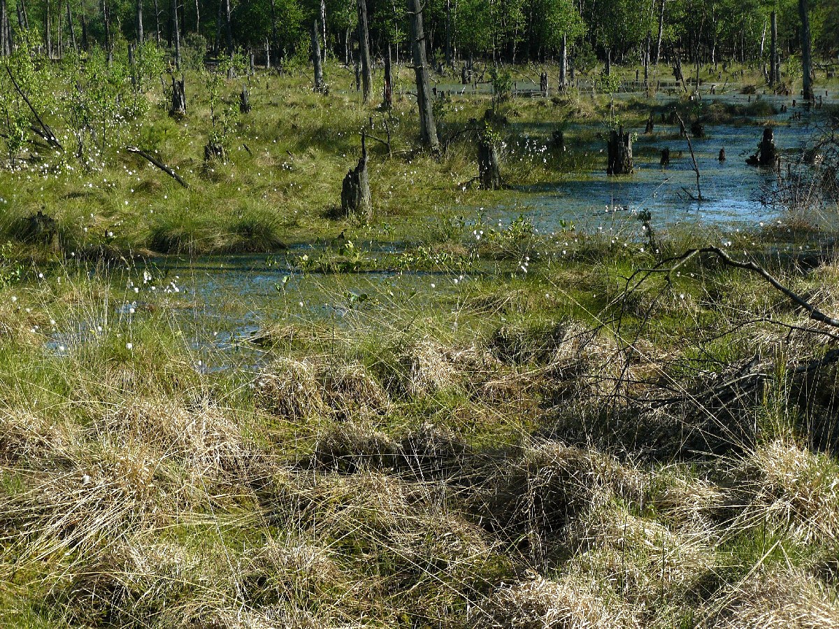Wiedervernässungsfläche im Naturschutzgebiet „ Feerner Moor "