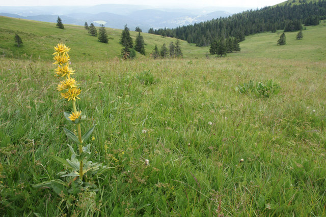 Small valley on the flanks of Seebuck with Gentiana Lutea