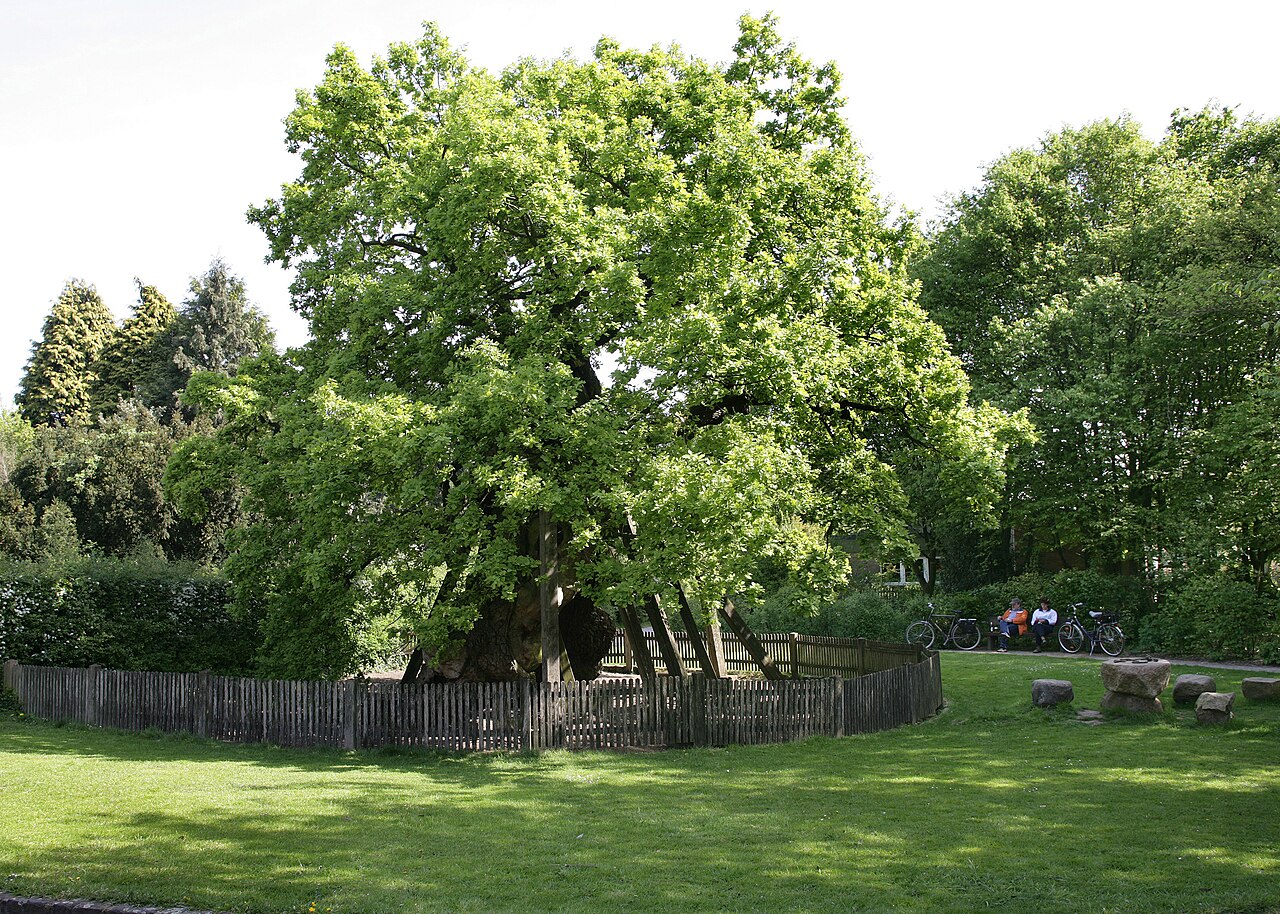 Naturdenkmal "Erler Femeiche"