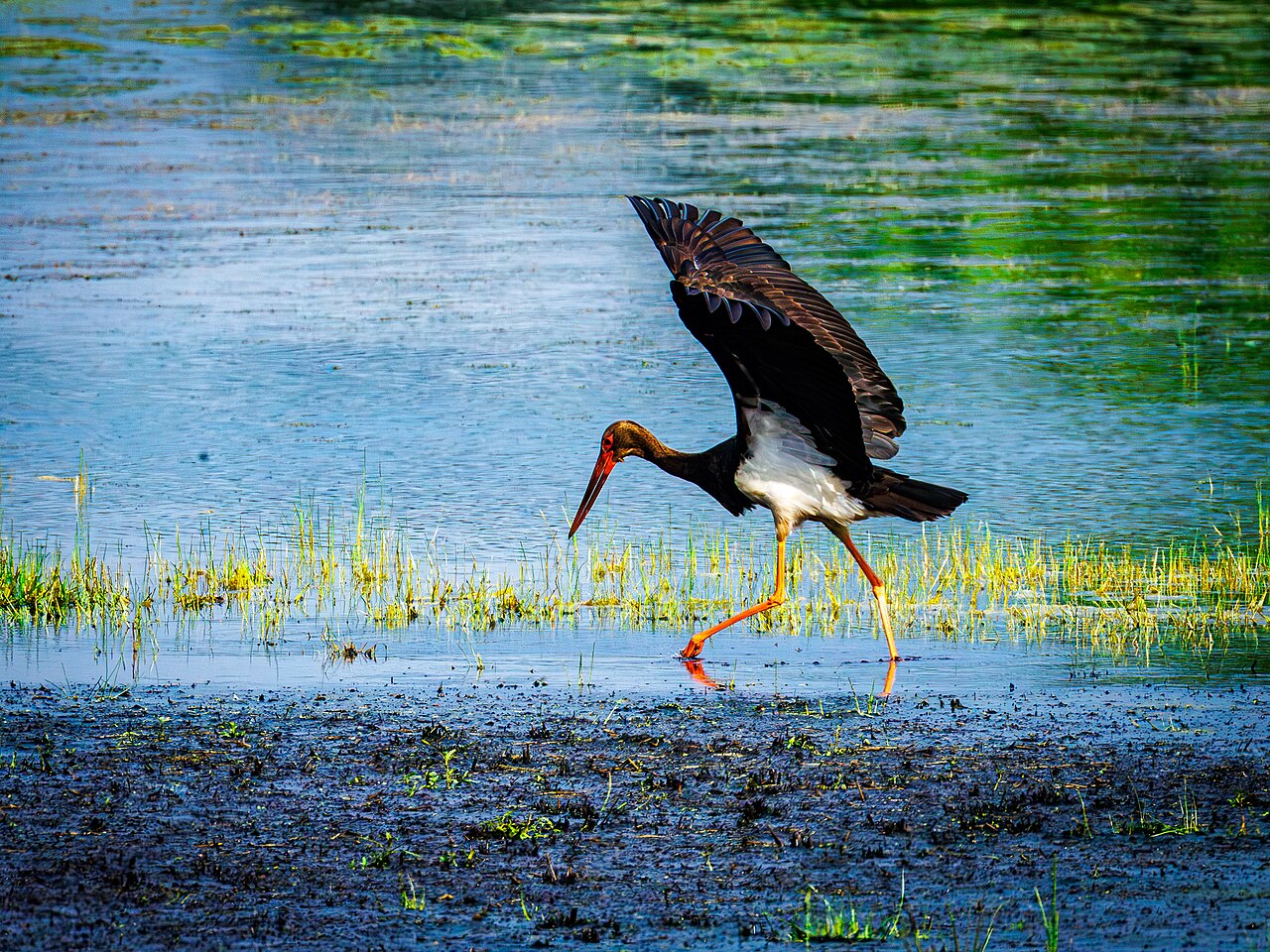 Black Stork at NSG Feuchtgebiet Saerbeck