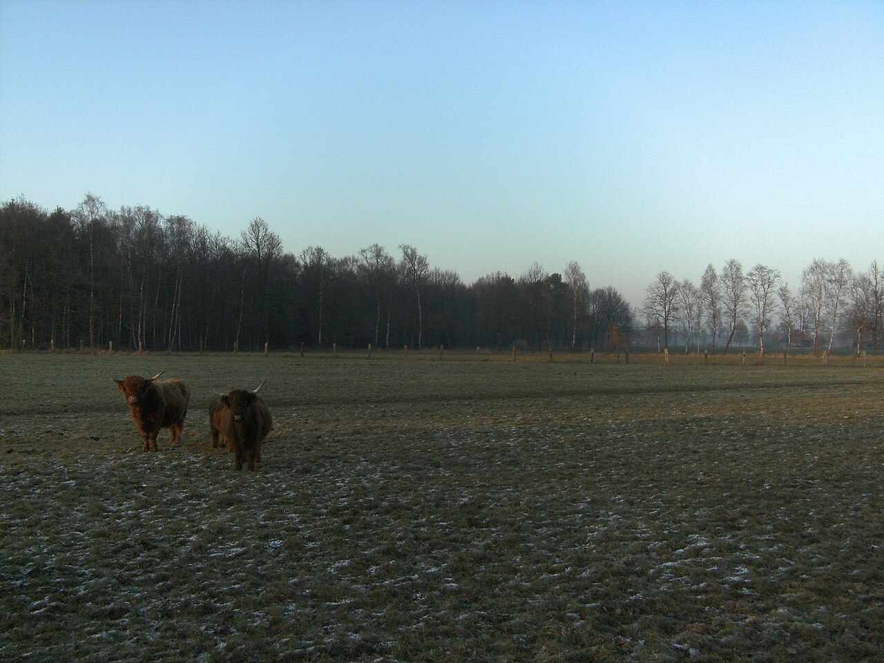 Steinhagen (Westf) - Nature reserve wet meadow Vennheide with cattle