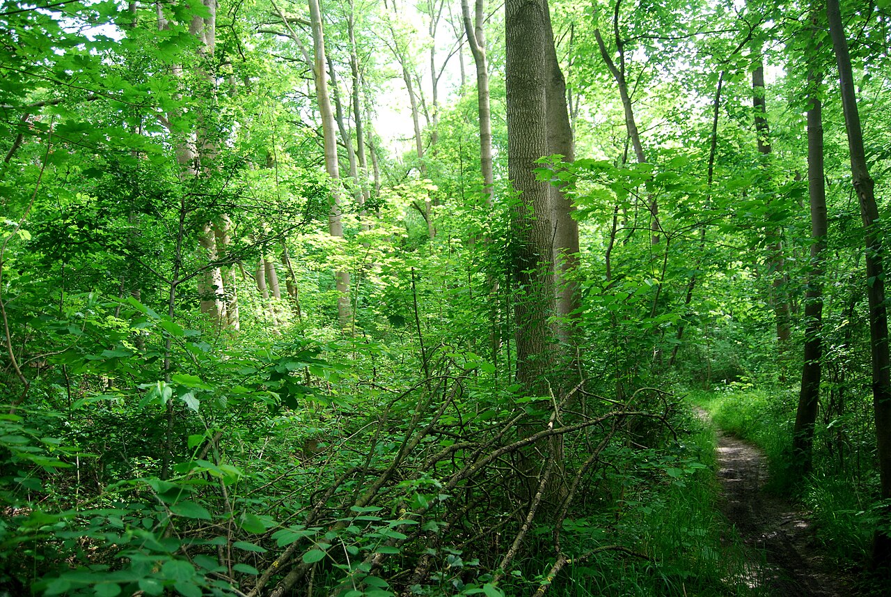 Naturschutzgebiet „Finkenberg/Lerchenberg“ (NSG HA 211), Stadt Hildesheim