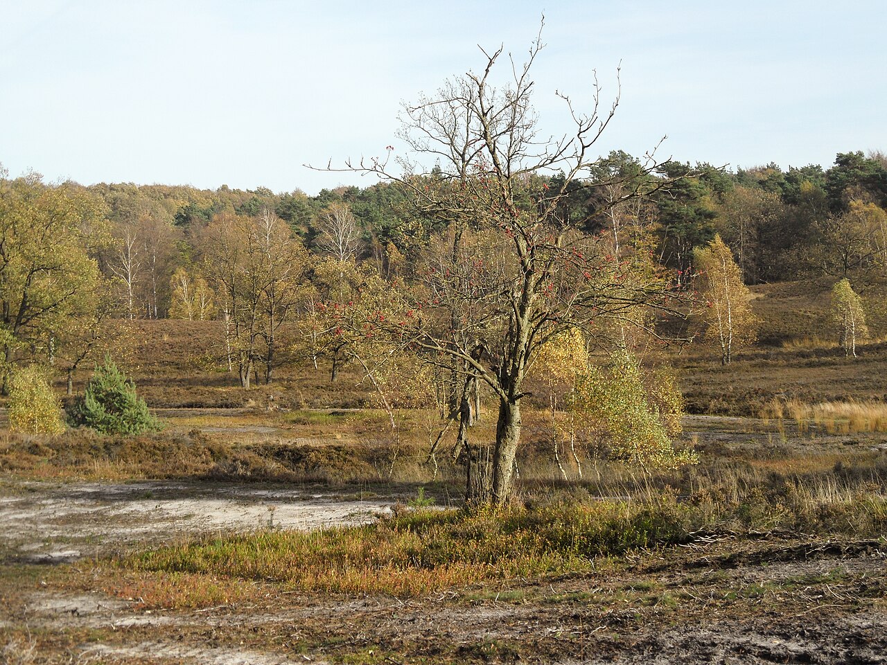 Tree in the Fischbeker Heide in autumn