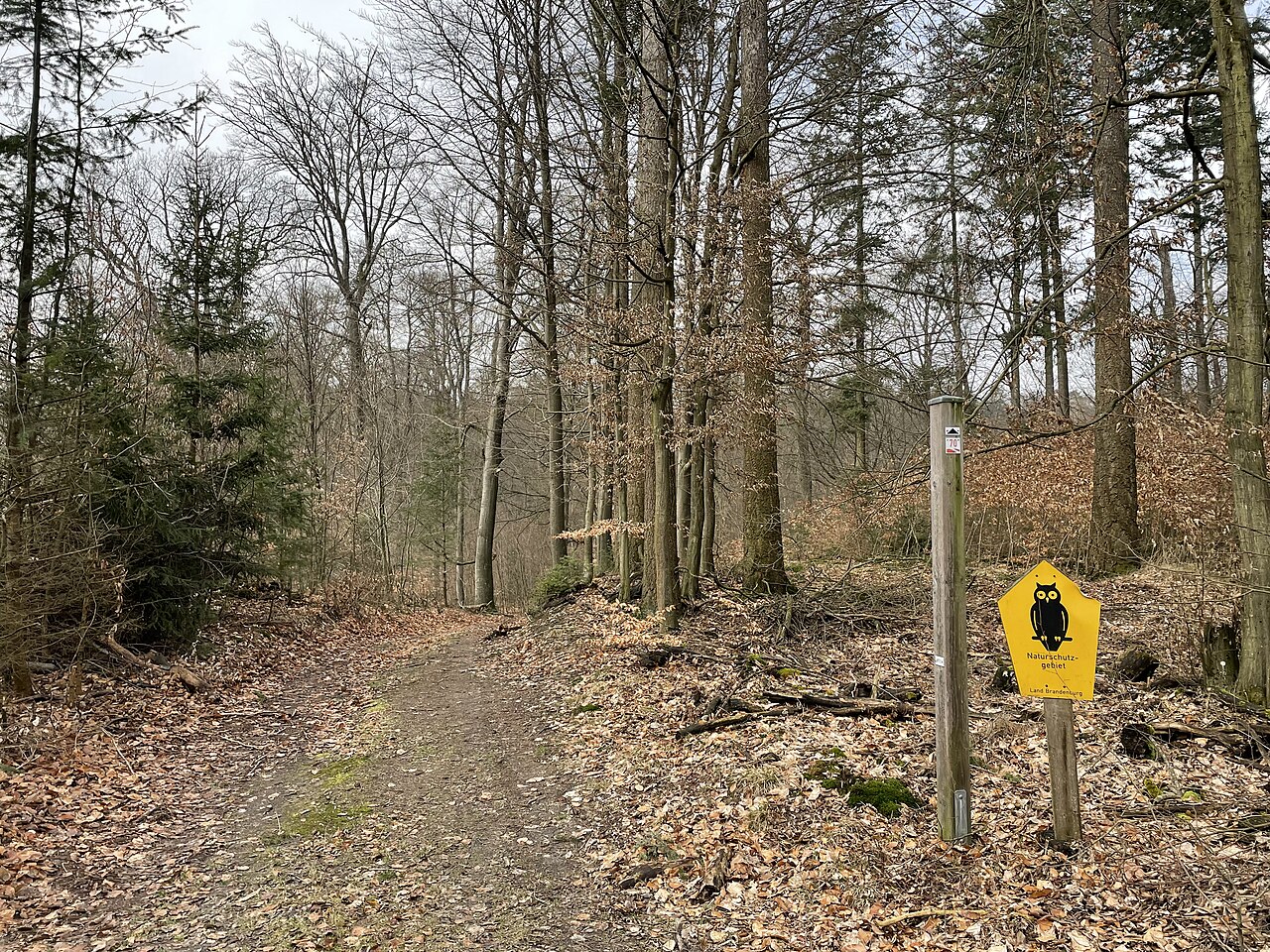 Flämingbuchen, Naturschutzgebiet im Landkreis Potsdam-Mittelmark in Brandenburg