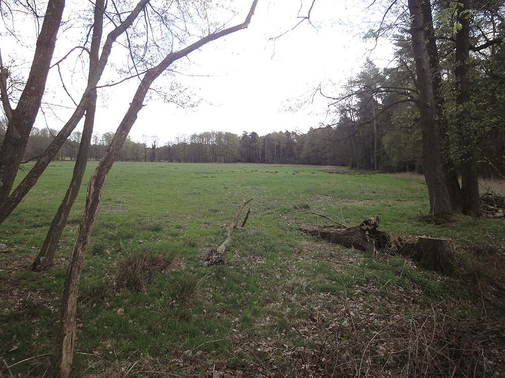 Naturschutzgebiet Fleckernheide bei Verl-Sende