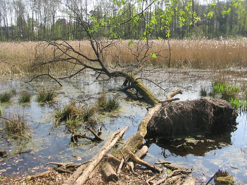 Central northern part of the the Fließwiese Ruhleben