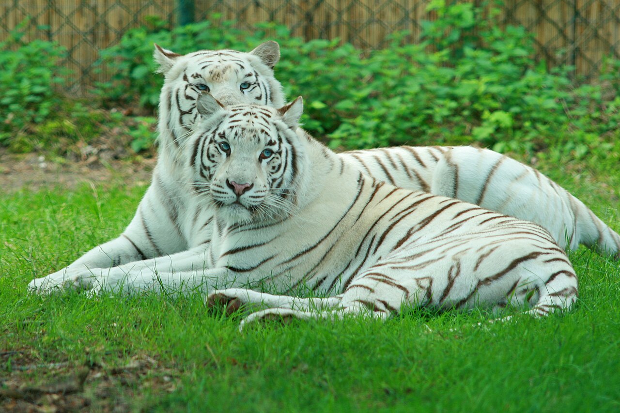 White tigers at Hollywood- und Safaripark Sukenbrock (Germany)