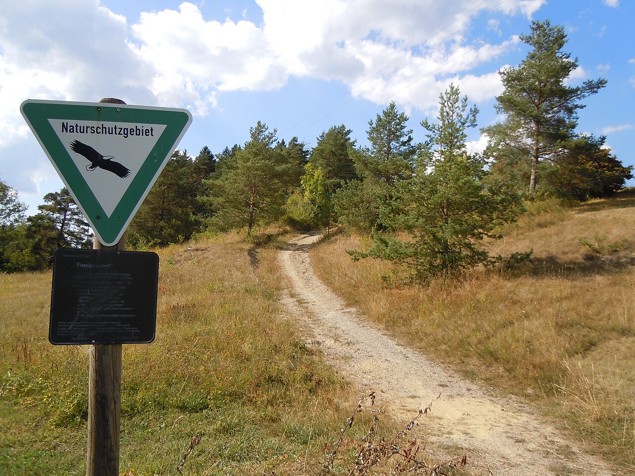 Forchenkopf (Blickrichtung West)
