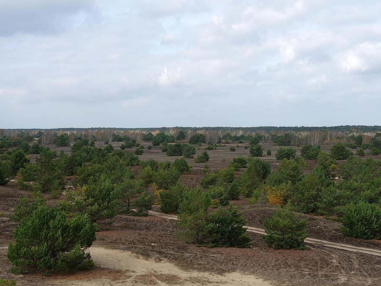 View on the heath in the nature reserve Forst Zinna-Jüterbog-Keilberg from viewpoint on top an old bunker