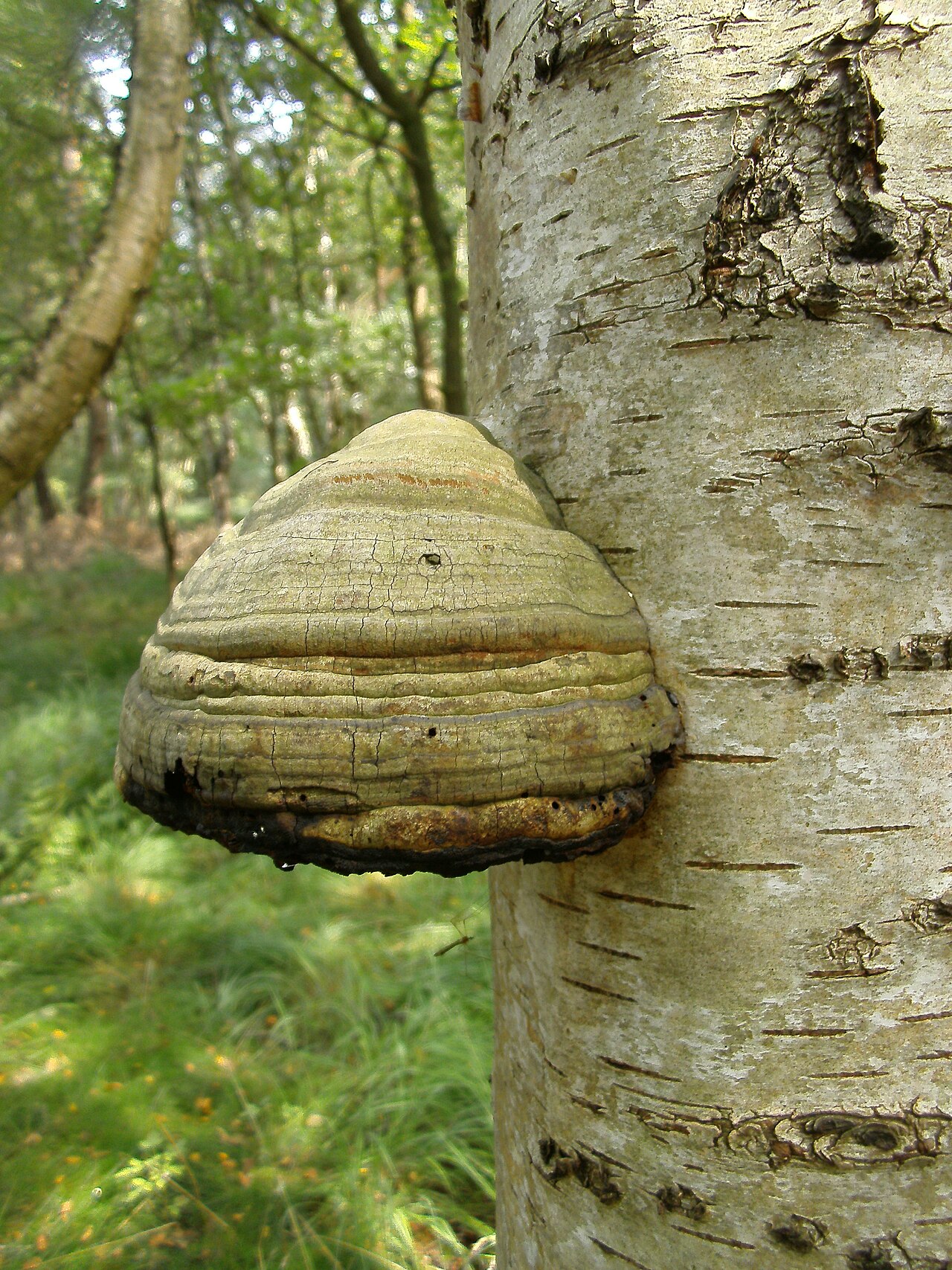 Birke mit Zunderschwamm/Frankenmoor