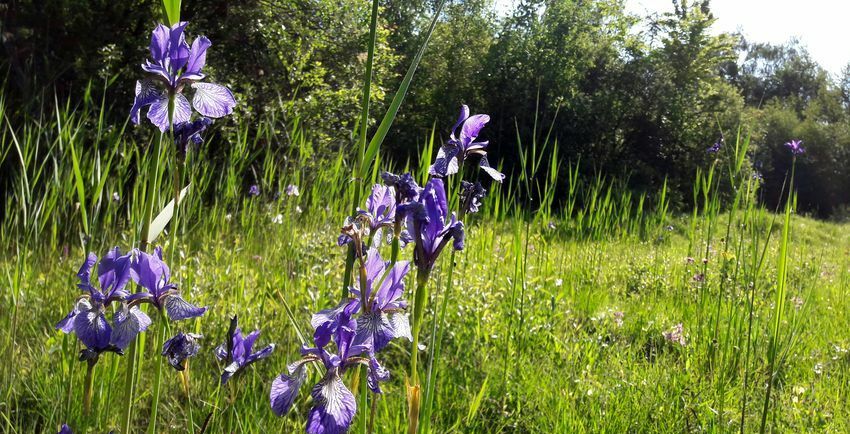Iris sibirica im Naturschutzgebiet „Frauweilerwiesen“ (NSG 2