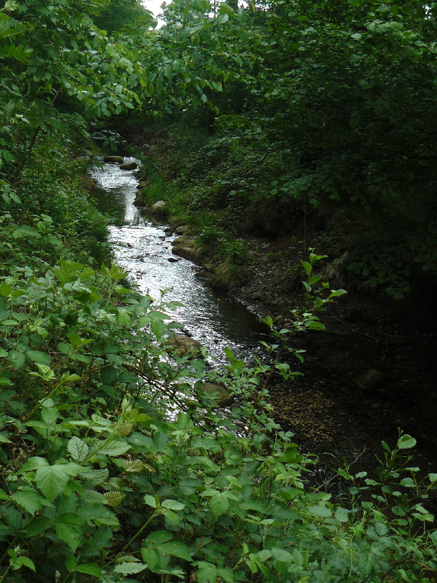 Fredenbecker Mühlenbach im Naturschutzgebiet „ Fredenbecker Mühlenbach “ im Landkreis Stade