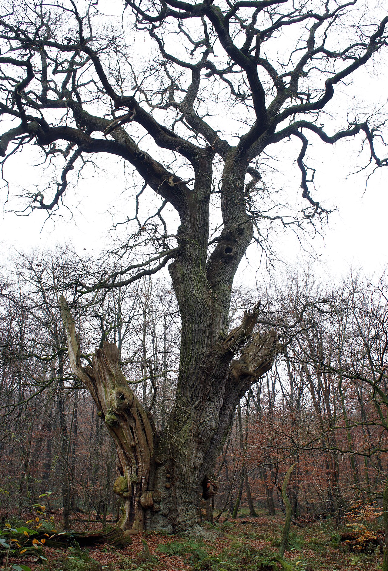 Friederikeneiche im Hasbruch