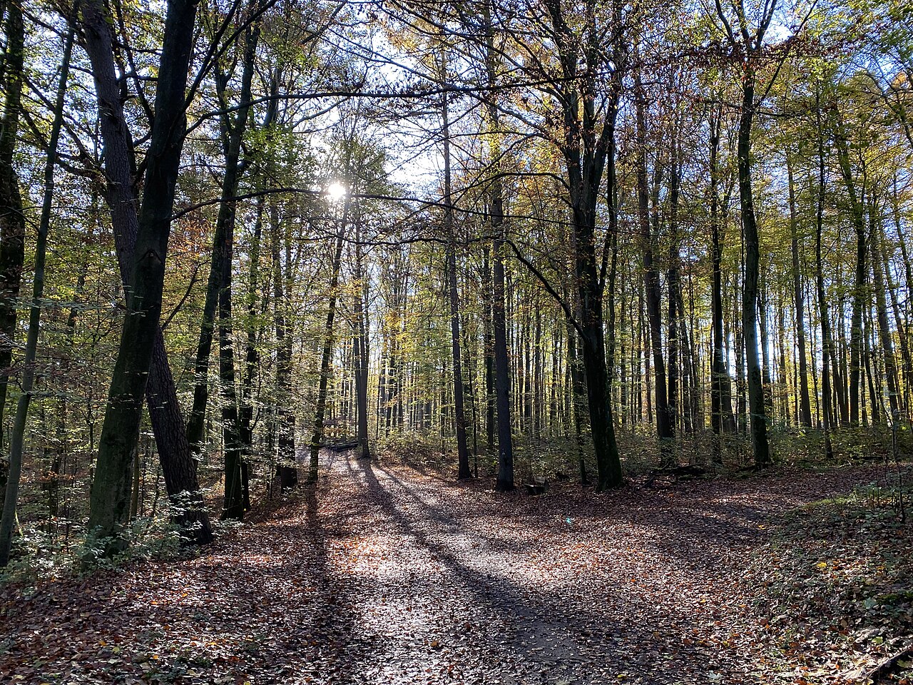 Naturschutzgebiet Fürstenbergholz
