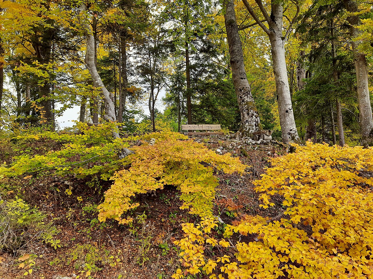Im Herbstwald