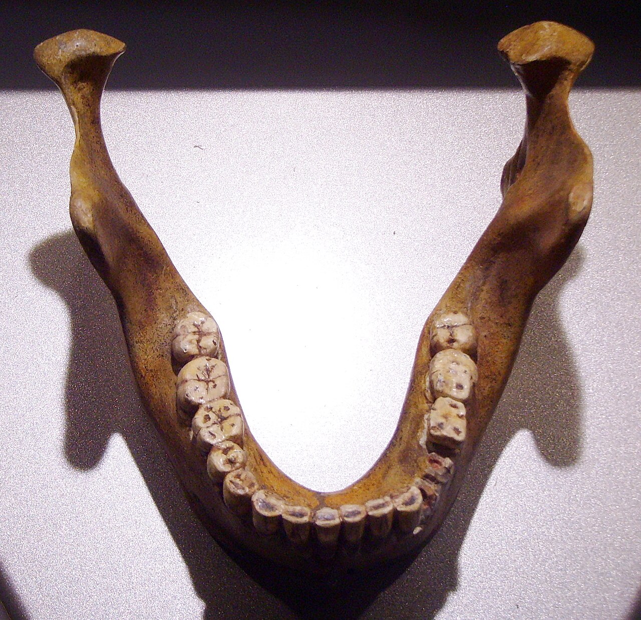 Foto von Fundstelle Homo heidelbergensis